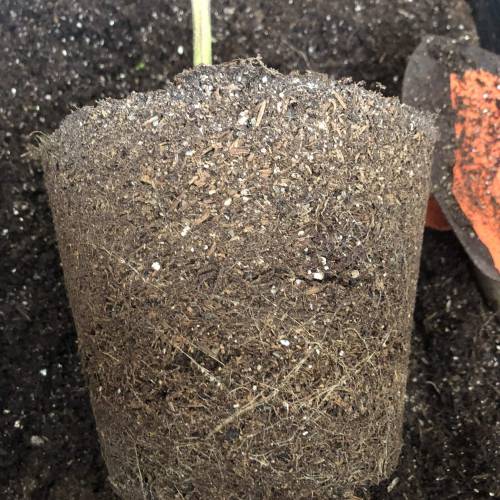 The 1 Liter Pot Experience. Week 11