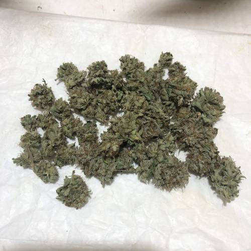 The 1 Liter Pot Experience. Week 11