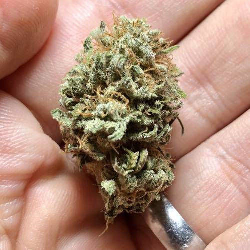 The 1 Liter Pot Experience. Week 11