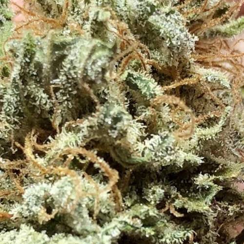 The 1 Liter Pot Experience. Week 11