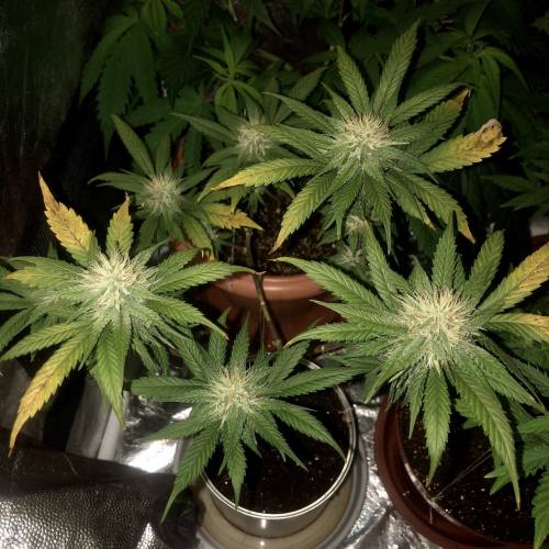 Tangerine Dream - Small Container. Week 11