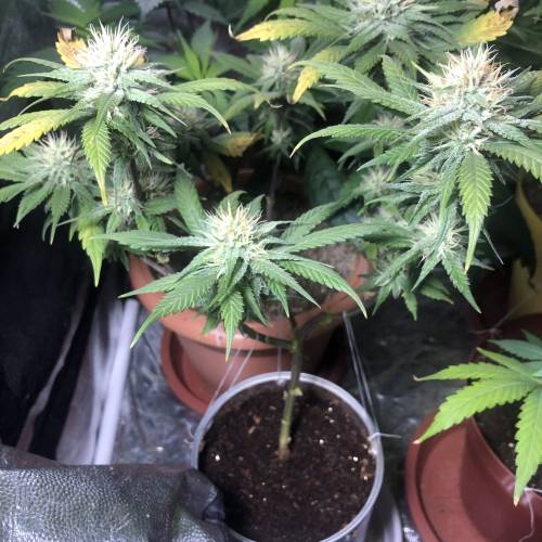 Tangerine Dream - Small Container. Week 11