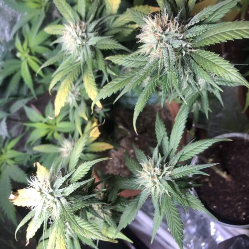 Tangerine Dream - Small Container. Week 11