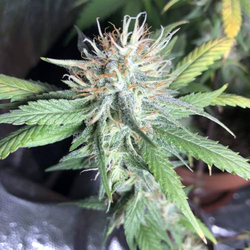 Tangerine Dream - Small Container. Week 12