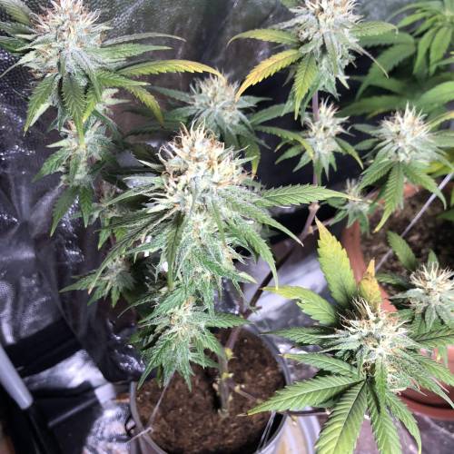 Tangerine Dream - Small Container. Week 12