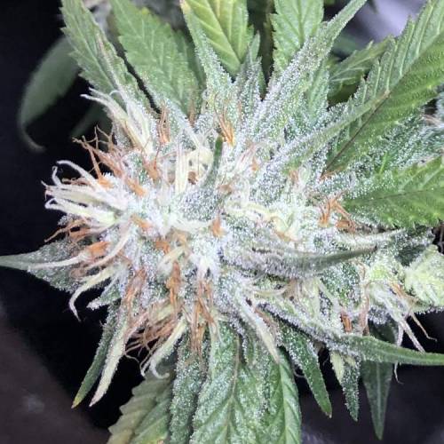 Tangerine Dream - Small Container. Week 12