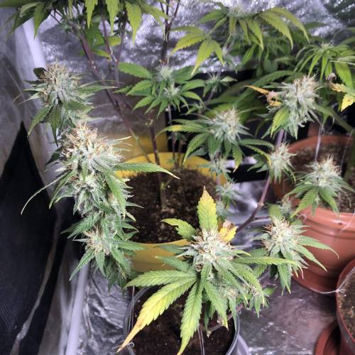 Tangerine Dream - Small Container. Week 13