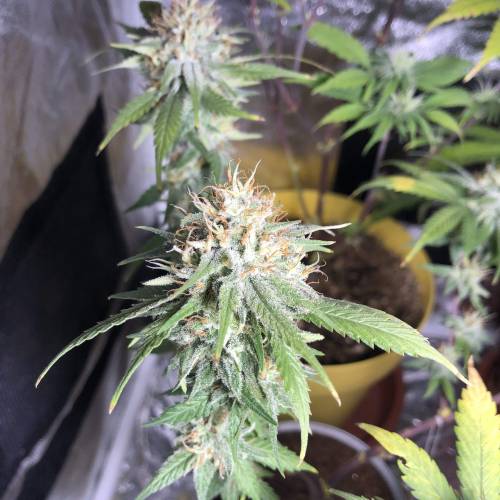 Tangerine Dream - Small Container. Week 13