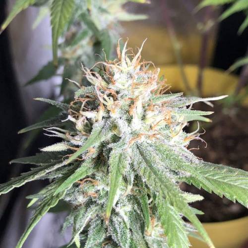 Tangerine Dream - Small Container. Week 13