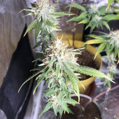 Tangerine Dream - Small Container. Week 14