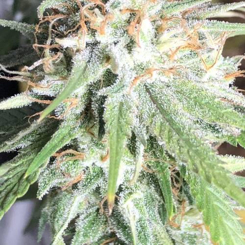 Tangerine Dream - Small Container. Week 14