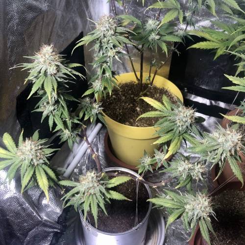 Tangerine Dream - Small Container. Week 14