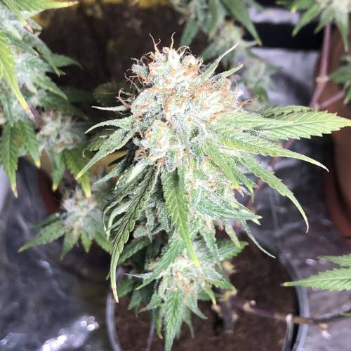 Tangerine Dream - Small Container. Week 15