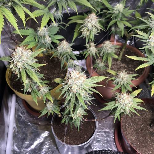 Tangerine Dream - Small Container. Week 15