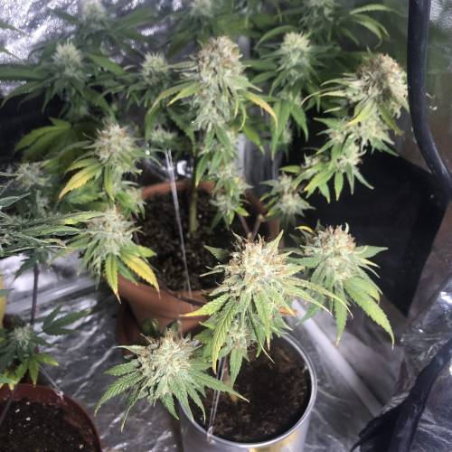 Tangerine Dream - Small Container. Week 15