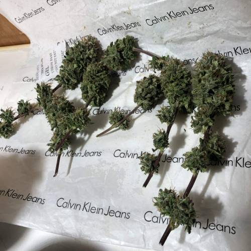 Tangerine Dream - Small Container. Week 15