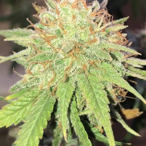 Tangerine Dream - Small Container. Week 15