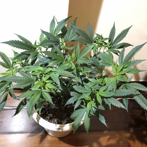 Tangerine Dream - Flowering Only. Week 1