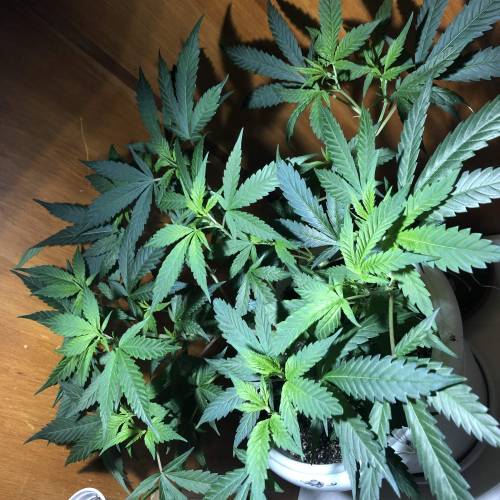 Tangerine Dream - Flowering Only. Week 1