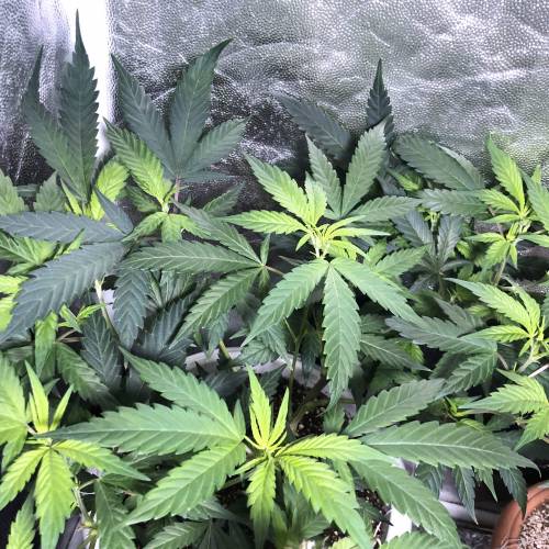 Tangerine Dream - Flowering Only. Week 1