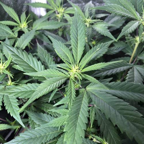 Tangerine Dream - Flowering Only. Week 2