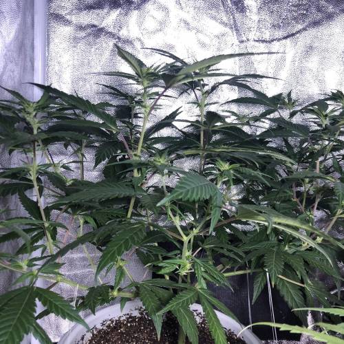 Tangerine Dream - Flowering Only. Week 2