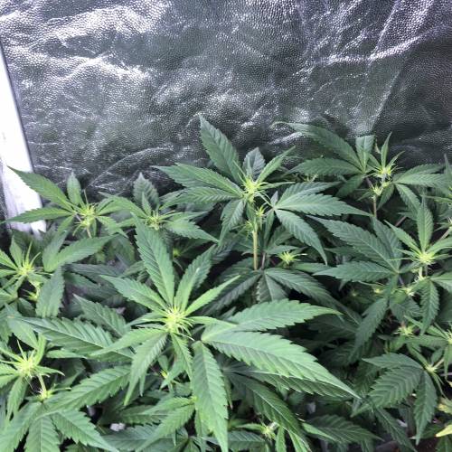 Tangerine Dream - Flowering Only. Week 2