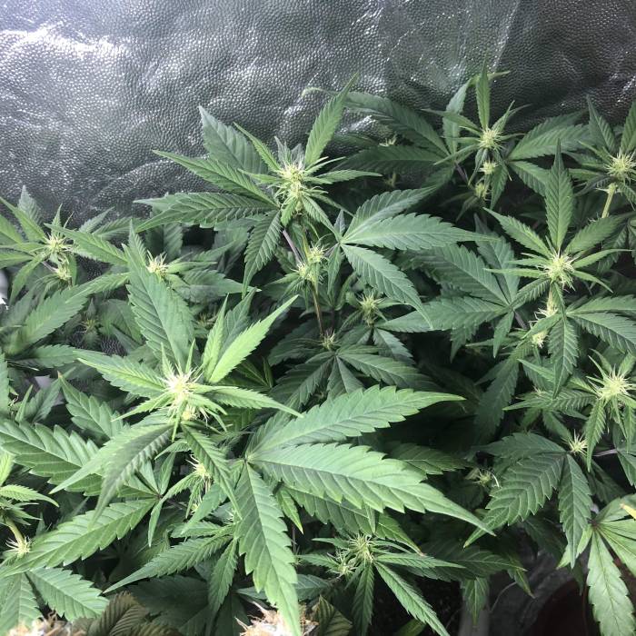 Tangerine Dream - Flowering Only. Week 3