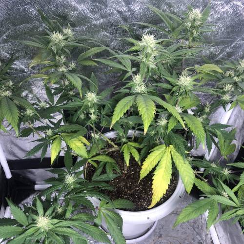 Tangerine Dream - Flowering Only. Week 4