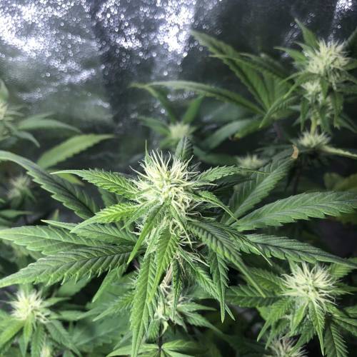 Tangerine Dream - Flowering Only. Week 4