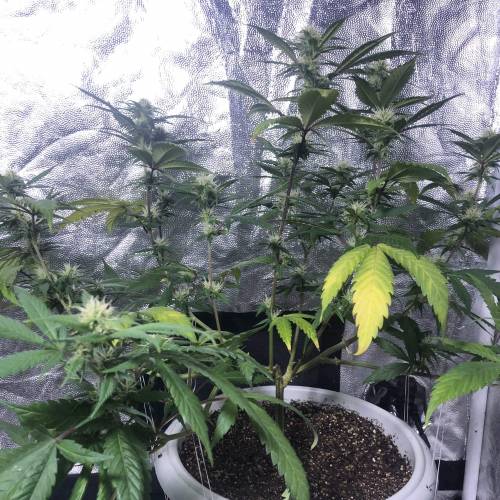 Tangerine Dream - Flowering Only. Week 4