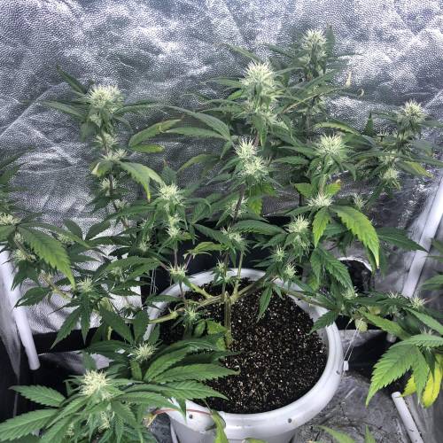 Tangerine Dream - Flowering Only. Week 5