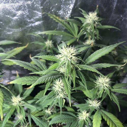 Tangerine Dream - Flowering Only. Week 5