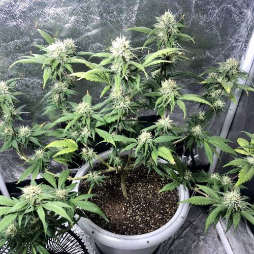 Tangerine Dream - Flowering Only. Week 6