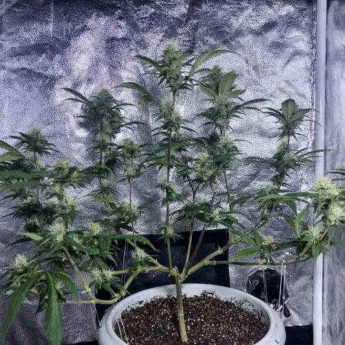 Tangerine Dream - Flowering Only. Week 6