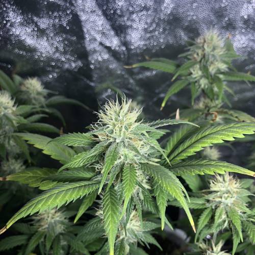 Tangerine Dream - Flowering Only. Week 6