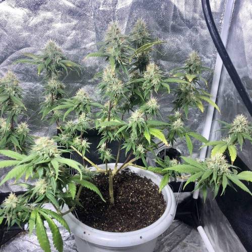 Tangerine Dream - Flowering Only. Week 8