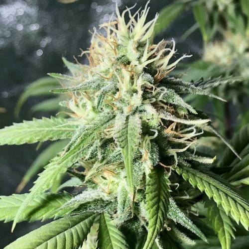 Tangerine Dream - Flowering Only. Week 8