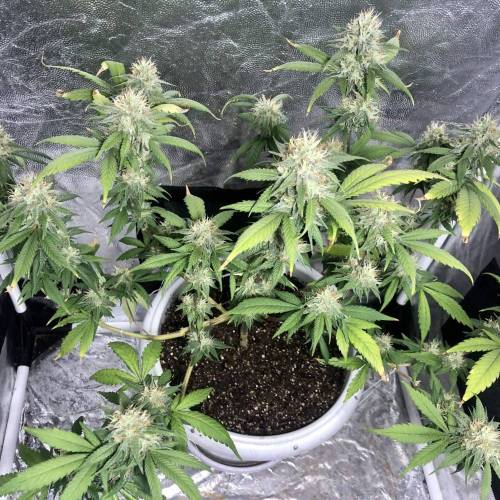 Tangerine Dream - Flowering Only. Week 8