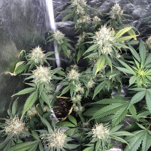 Tangerine Dream - Flowering Only. Week 9