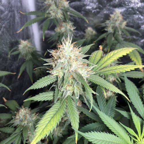 Tangerine Dream - Flowering Only. Week 9