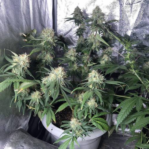 Tangerine Dream - Flowering Only. Week 9