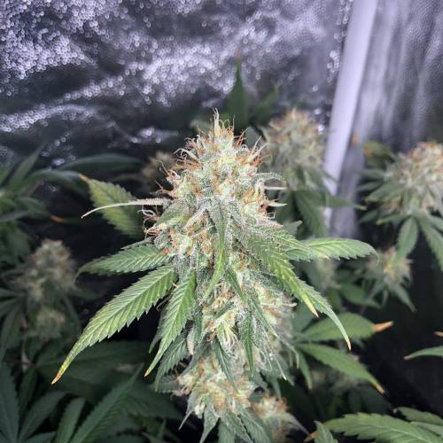 Tangerine Dream - Flowering Only. Week 10