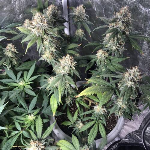 Tangerine Dream - Flowering Only. Week 10