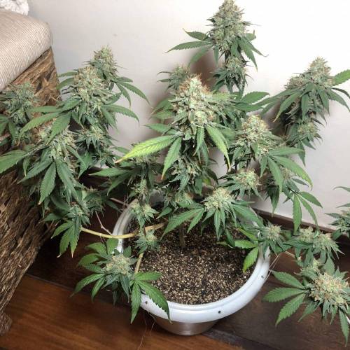 Tangerine Dream - Flowering Only. Week 11