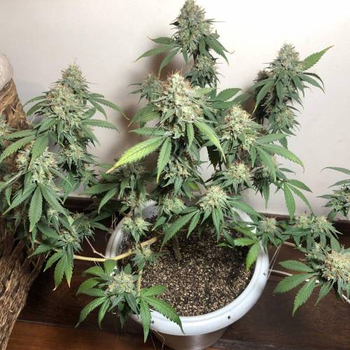 Tangerine Dream - Flowering Only. Week 11