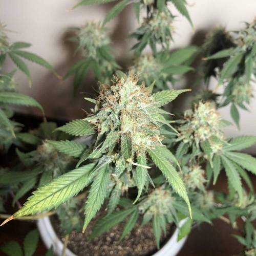 Tangerine Dream - Flowering Only. Week 11