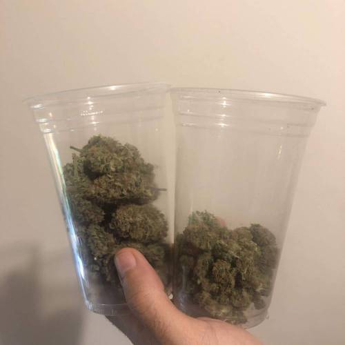 Tangerine Dream - Flowering Only. Week 11 - After drying