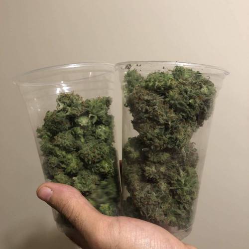 Tangerine Dream - Flowering Only. Week 11 - Before drying