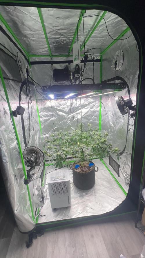 Badazz Cookies OG